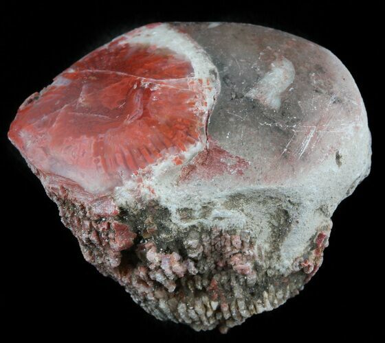 Pennsylvanian Aged Red Agatized Horn Coral - Utah #46731